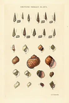 Gastropod Prints: Small sea shell varieties, Turbonilla, etc