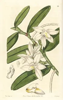 Small shoe-carrying thrixspermum orchid, Thrixspermum