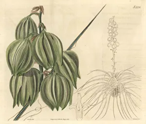 Adams Gallery: Small soapweed, Yucca glauca