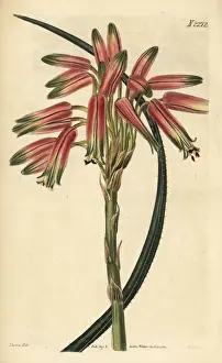 Small-spined aloe, Aloe micracantha