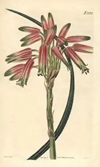 Small-spined aloe, Aloe microcantha