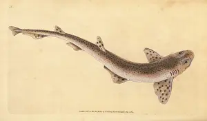 Lesser Prints: Small spotted catshark, Scyliorhinus canicula