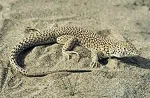 Dunes Prints: Small-spotted Lizard - in sand dunes of Central