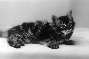 SMALL TABBY KITTEN