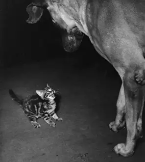 Dane Prints: Small tabby kitten challenges big dog