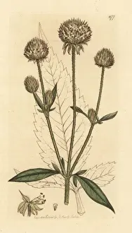 Small teasel, Dipsacus pilosus