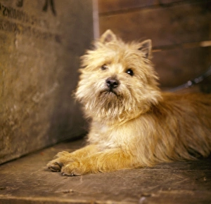 Images Dated 27th January 2017: Small terrier at a dog show