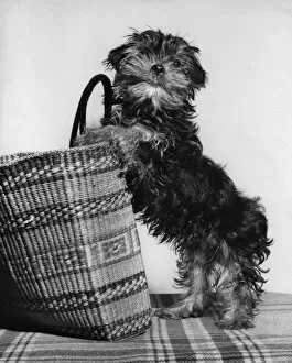 Small terrier dog with shopping basket