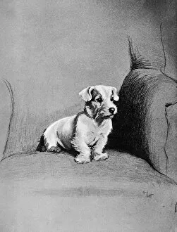 Alert Gallery: Small terrier sitting in a chair