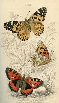 Anatomical Collection: Small Tortoiseshell Butterflies