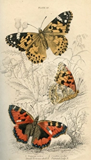 Anatomical Collection: Small Tortoiseshell Butterflies