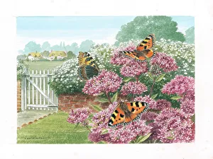 Parry Prints: Small Tortoiseshell butterflies on Marjoram