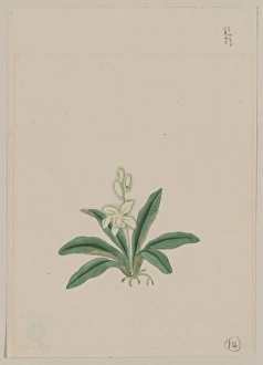 Small white flower, possibly a gin-ran, on stem with long gr Small white flower, possibly a gin-ran, on stem with long gr
