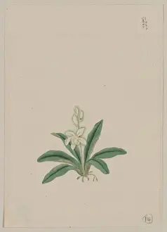 Stem Prints: Small white flower, possibly a gin-ran, on stem with long gr