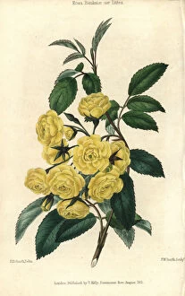 Edwin Collection: Many small yellow roses, Lady Banks rose, Rosa
