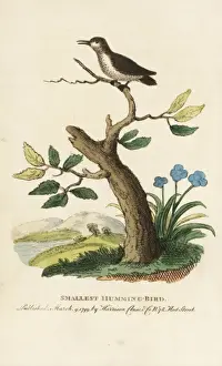 Smallest Prints: Smallest or bee hummingbird, Mellisuga helenae