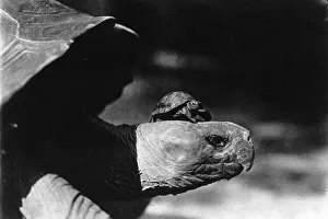 Estimated Prints: The smallest tortoise and the Largest tortoise in the New Yo