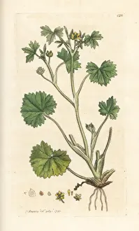 Buttercup Prints: Smallflower buttercup, Ranunculus parviflorus