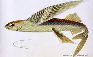 Aquatic Gallery: Smallhead Flying Fish Date: 1849