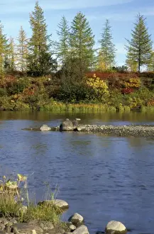Tundra Prints: A smalll river in semi-tundra in autumn, near Dudinka