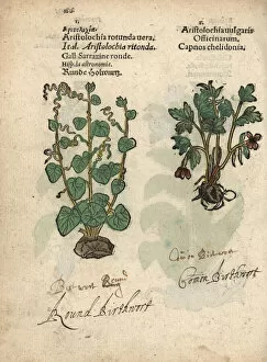 Smearwort, Aristolochia rotunda vera