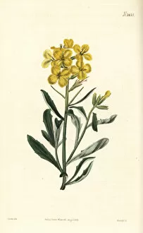 Smelly wallflower, Erysimum odoratum