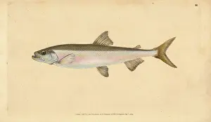 Donovan Prints: Smelt, Osmerus eperlanus