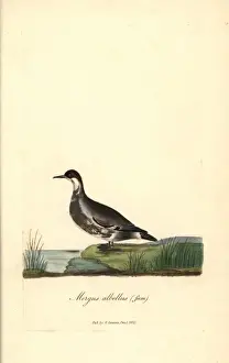 Mergus Prints: Smew (female), Mergus albellus