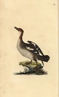 Edwarddonovan Prints: Smew, Mergellus albellus, female