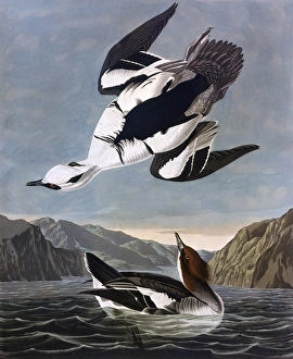 Latest Fine Art Gallery: Smew, or White Nun, by John James Audubon