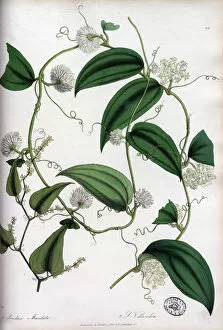 Maculata Gallery: Smilax maculata and Smilax villandia