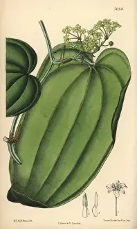 Matilda Prints: Smilax ornata, sarsaparilla, native to Mexico
