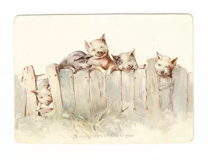 Images Dated 11th December 2015: Five smiling pigs behind a fence on a Christmas card