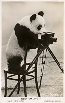 Staged Prints: Keep Smiling! Young Giant Panda taking a photograph