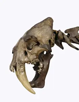 Smilodon fatalis, sabre-toothed cat