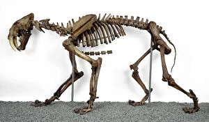 Carnivora Collection: Smilodon fatalis, sabre-toothed cat