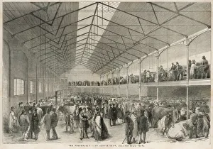 Live Stock Collection: Smithfield Cattle Show