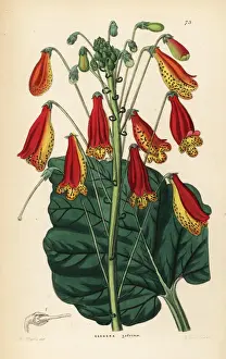 Smithiantha zebrina