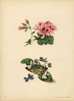 Botanic Collection: Smiths Geranium, Preference; sweet purple