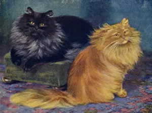Smoke / Orange Persians