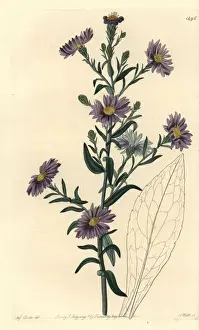 Smooth Prints: Smooth aster, Symphyotrichum laeve