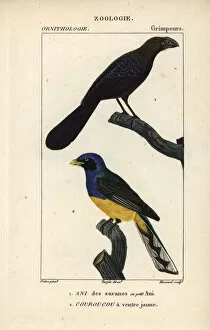Billed Collection: Smooth-billed ani, Crotophaga ani, and Amazonian