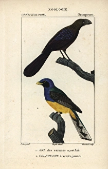 Amazonian Gallery: Smooth-billed ani, Crotophaga ani, and Amazonian