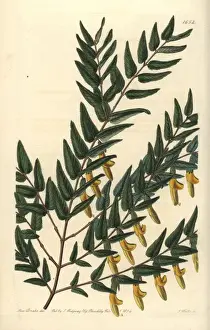 Sydenhamedwards Prints: Smooth-branched scottia, Scottia laevis