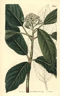 Crataegus Prints: Smooth Chinese hawthorn, Crataegus glabra