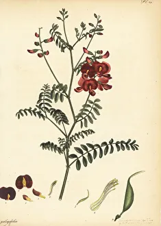 Herbarium Prints: Smooth Darling pea, Swainsona galegifolia