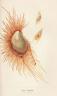 Edited Prints: Smooth flame scallop, Ctenoides mitis