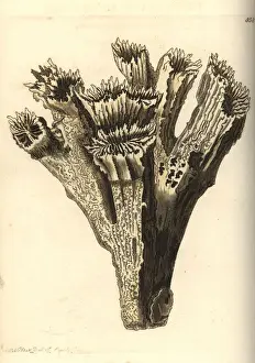 Smooth Prints: Smooth flower coral, Eusmilia fastigiata