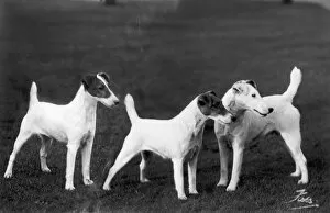 Terriers Collection: Smooth Fox Terriers