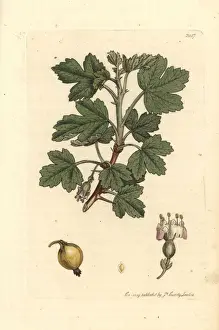 Smooth Prints: Smooth gooseberry, Ribes uva-crispa